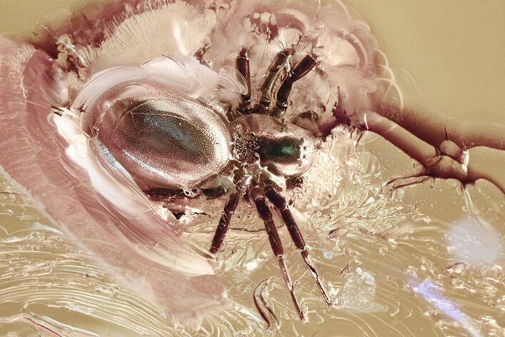 Enormous Detailed Fossil Spider and Gall Midge in Amber #362681